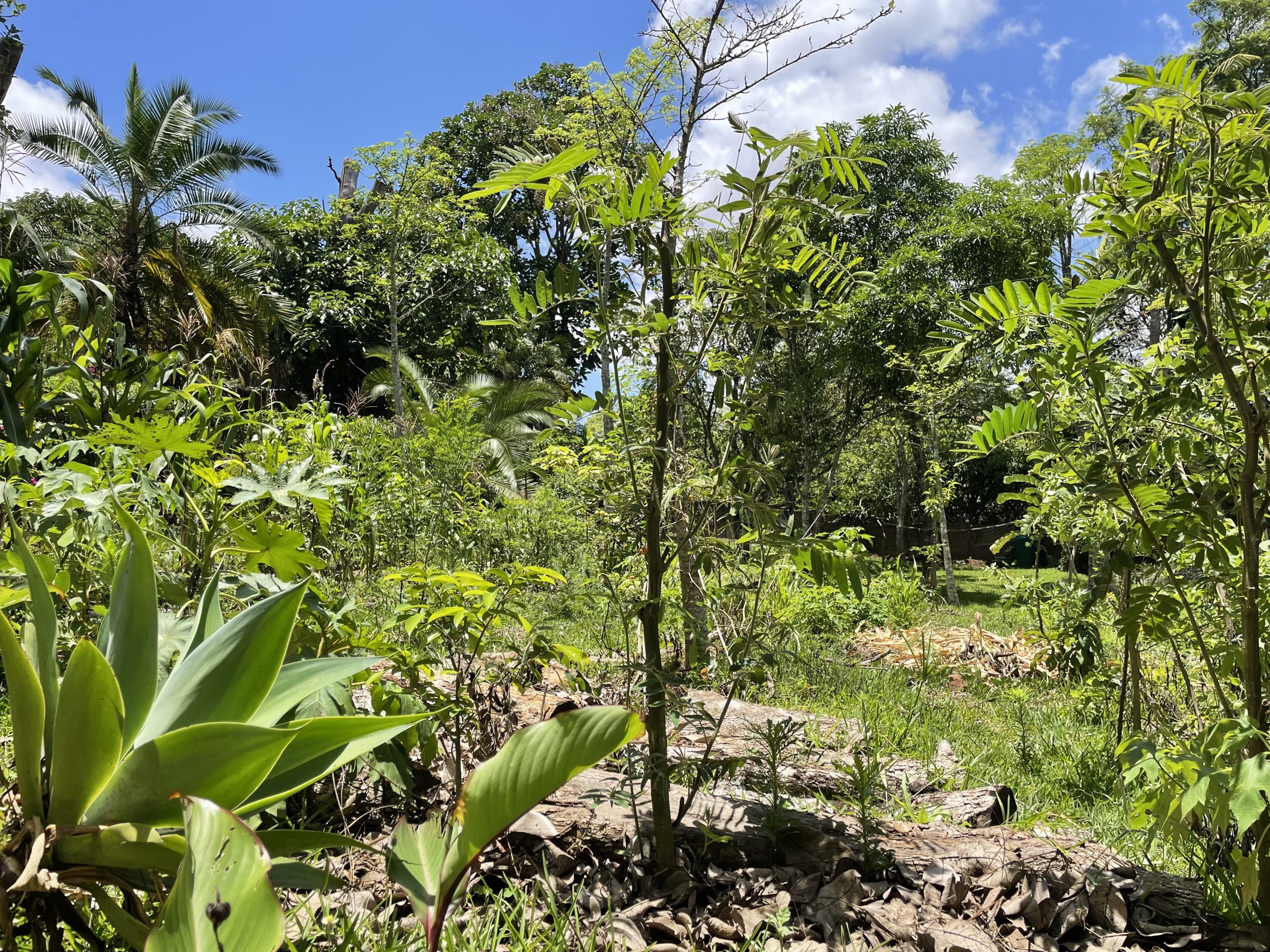 El paraíso verde de Markus: Un jardín sostenible en Malawi